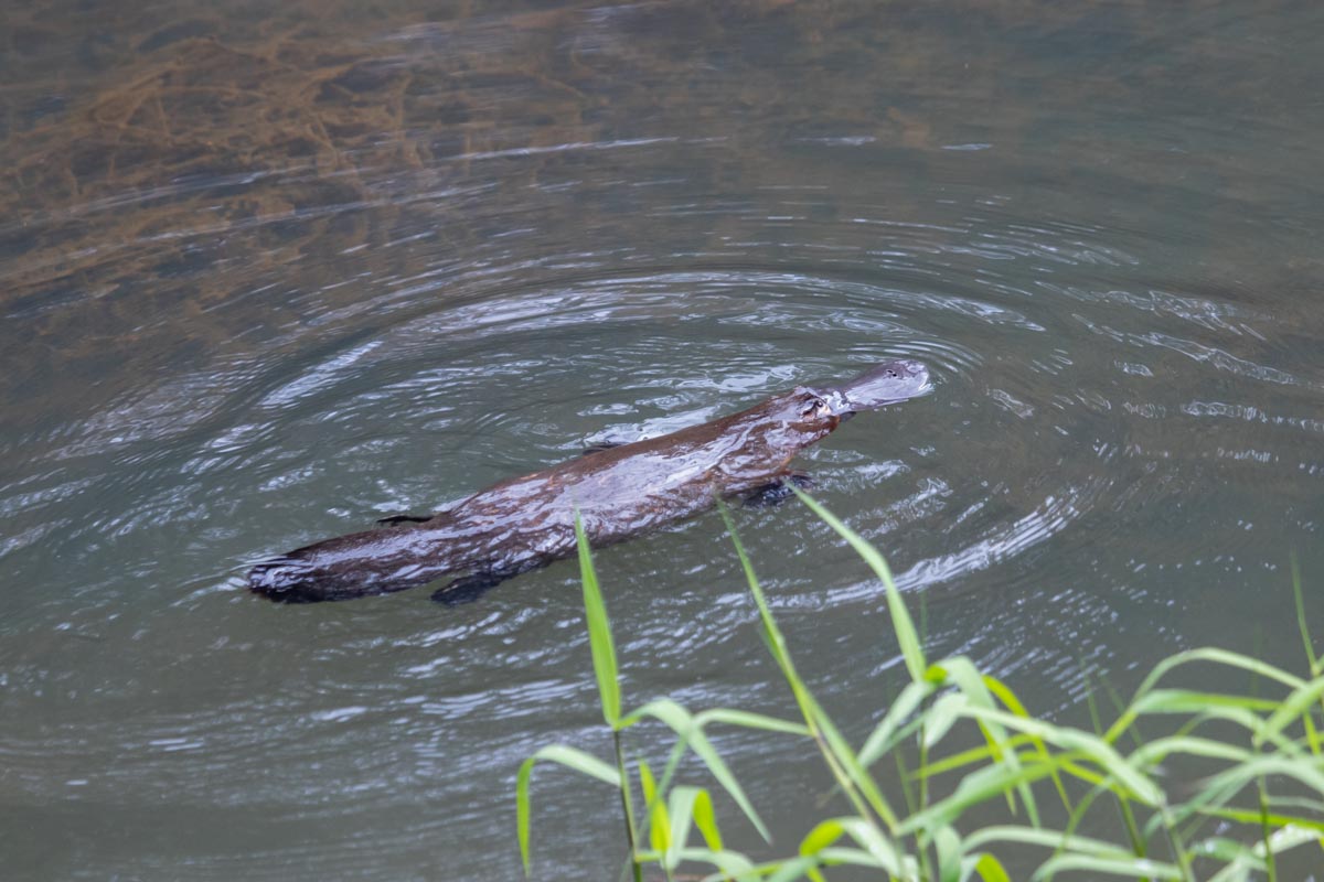 Platypus swimming past the Broken River camping area - Eungella National Park